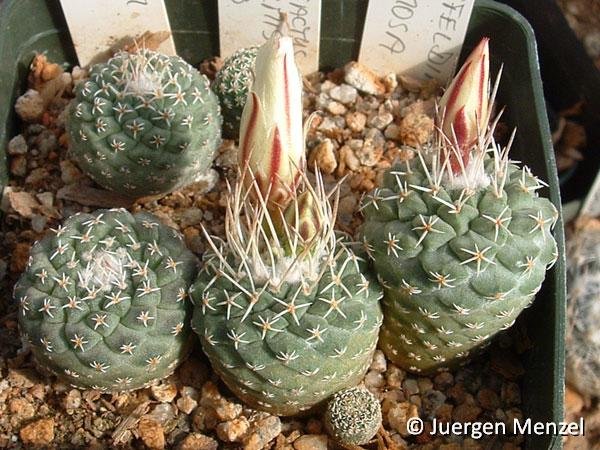 Strombocactus disciformis v. seidelii Peña Blanca, Quer. Mexico ©Juergen Menzel